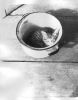 _Cat_01_2.jpg